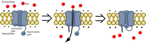 voltage gathered sodium channel